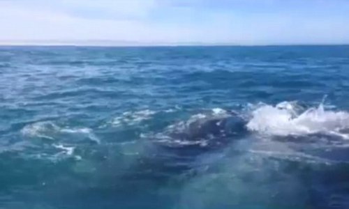 Slapped in the face by a whale's tail - PHOTO+VIDEO