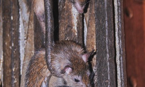 Inside India's rat temple where 20,000 of them are worshipped - PHOTO