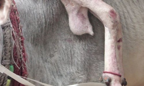 Five-legged cow tours India with extra limb attached to its neck - PHOTO