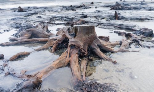 5,000-year-old forest unearthed by storms - PHOTO