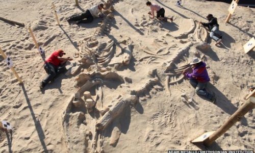 Chile's stunning fossil whale graveyard explained - PHOTO