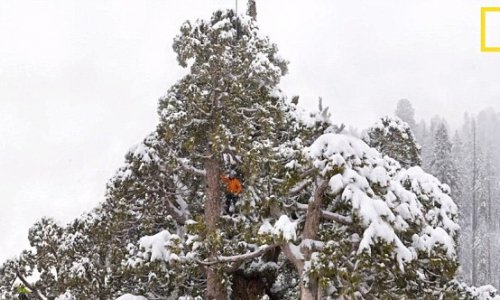 The biggest tree on the planet - PHOTO+VIDEO