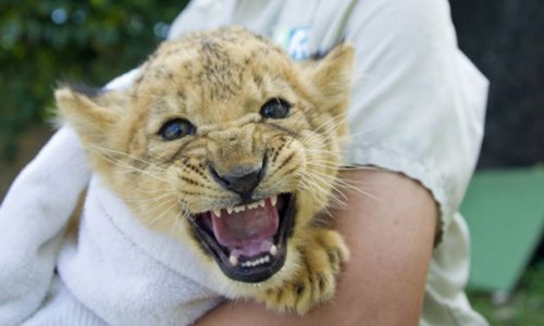 Cute lion cub works on his roar - PHOTO