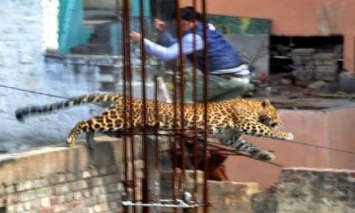 Leopard‬ enters hospital, terrifies patients in ‪Indian‬ town