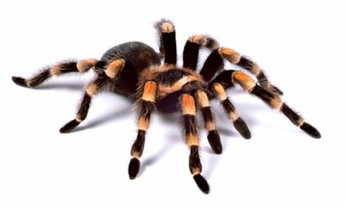 Research proves people's fear of spiders leads to exaggeration
