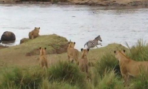 The luckiest zebra you'll see today - PHOTO+VIDEO