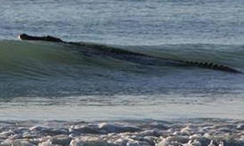 Beach is closed after four metre CROCODILE goes surfing - PHOTO