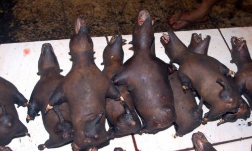 Is this the world's most gruesome food market? - PHOTO+VIDEO