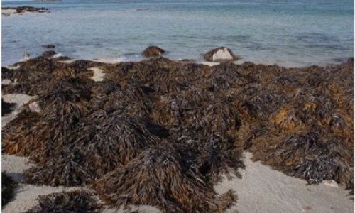 Seaweed 'may be key to weight loss'