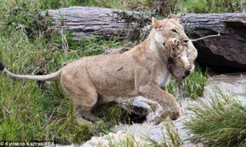 Lioness takes no chances as she carries her cub across the river - PHOTO