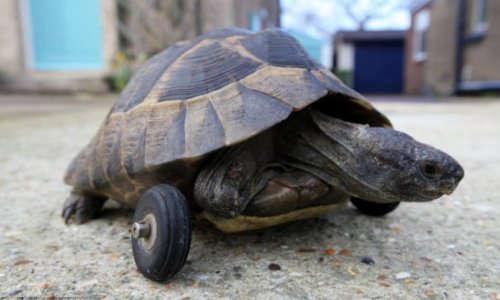 Tortoise given wheel from a model airplane - PHOTO