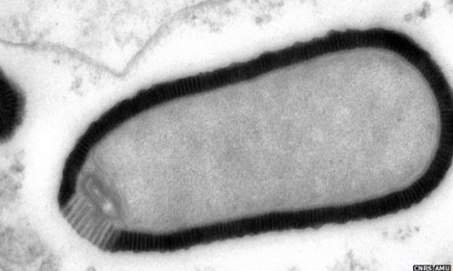 30,000-year-old giant virus 'comes back to life'