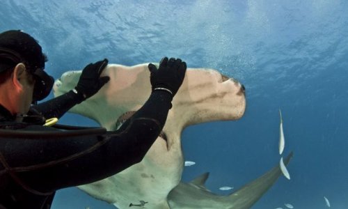 Fearless diver gets up close and personal while feeding a hammerhead shark - PHOTO