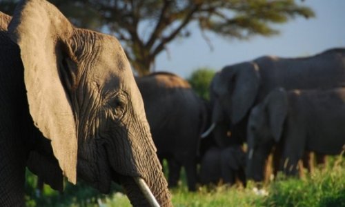 Elephants recognise human voices