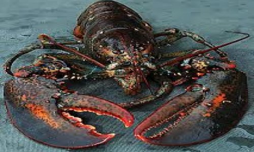 Do lobsters and other invertebrates feel pain?