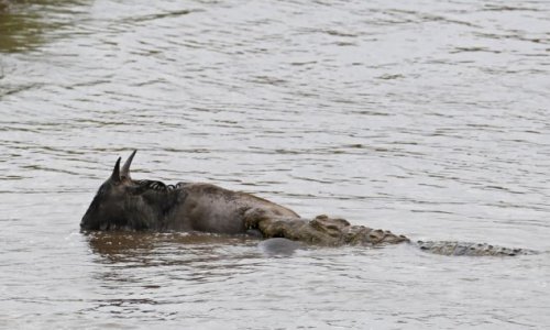 Hippos fight off crocodile attacking a gnu and escort the animal to safety - PHOTO+VIDEO