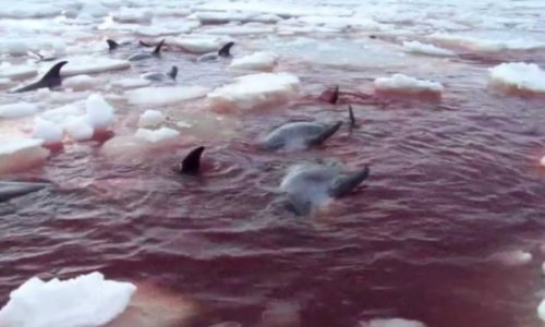 White-beaked dolphins trapped in ice off the Canadian coast - VIDEO