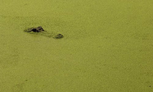 Camouflaged gator glides through carpet of algae - PHOTO