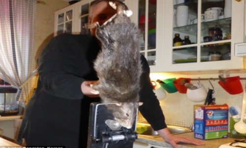 Monster 15-inch rat terrorises Swedish family - PHOTO