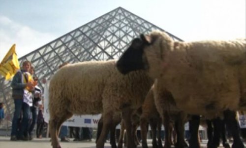 Sheep flock through Louvre museum - VIDEO