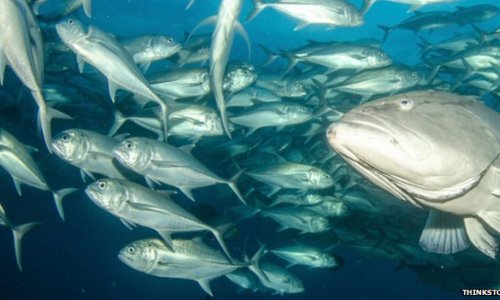 Hong Kong's fish farms in the sky - PHOTO