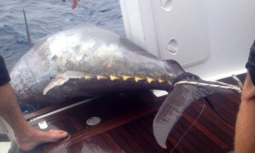 Fisherwoman catches world record 64 STONE tuna - PHOTO+VIDEO