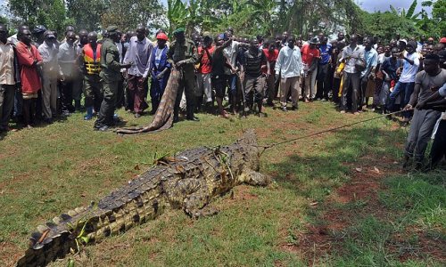 Man-eating crocodile suspected of killing SIX people - PHOTO
