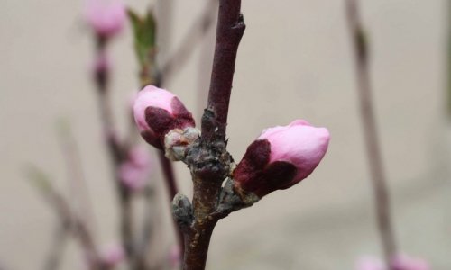 Beautiful views of flowering trees in Azerbaijan - PHOTO