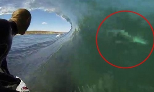 Surfer comes terrifyingly close to 'great white' - VIDEO