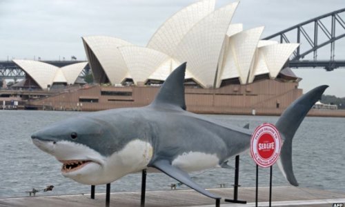 A shark cull divides a nation