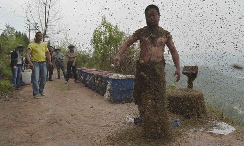 "Bee-bearder" covers himself in a suit made of 460,000 insects - PHOTO