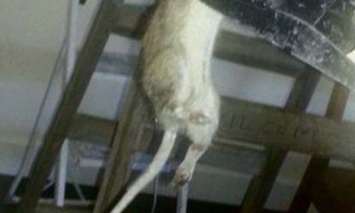 'Rats the size of cats are invading our cities' - PHOTO