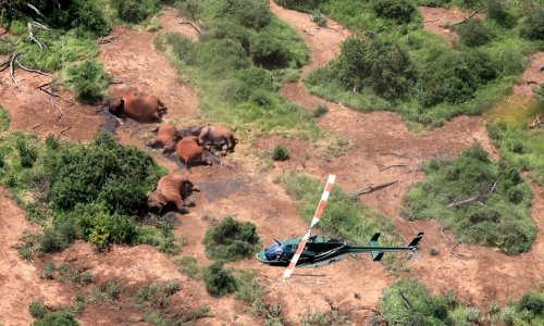 Images show bodies of elephants slaughtered by vicious poachers - PHOTO