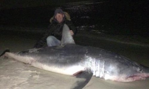 Fisherman catches and 11-foot mako shark weighing 805 POUNDS - PHOTO+VIDEO