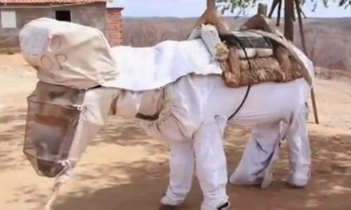 World's first beekeeping donkey has his own suit to protect him from stings - VIDEO