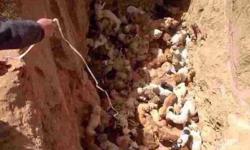 Were these dogs BURIED ALIVE by Chinese officials? -n PHOTO