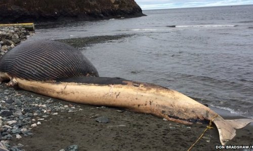 Dead blue whale 'might explode' in Newfoundland town - PHOTO+VIDEO