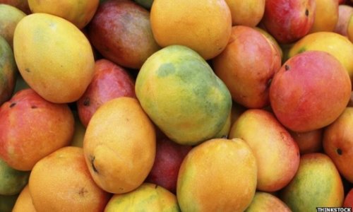 Why are Indian mangoes so popular?