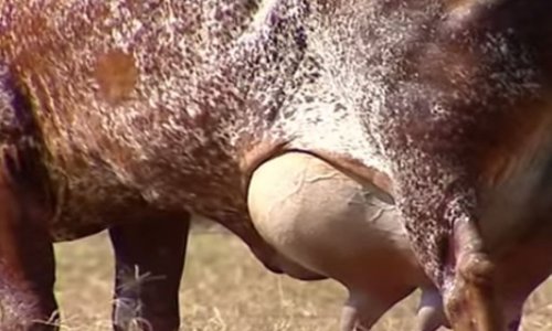 Commercial Dairying - VIDEO