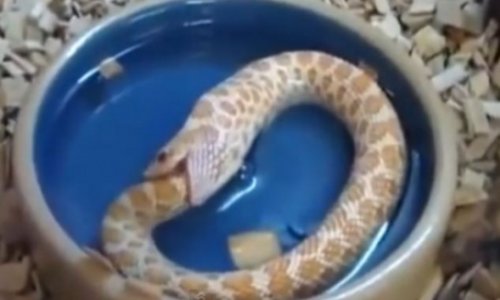 Snake eats its OWN TAIL after mistaking it for a rival predator - PHOTO+VIDEO