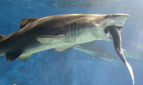 Shark suddenly chomps on smaller reef shark - PHOTO