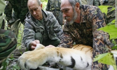 Putin's killer tiger in cross-border raid