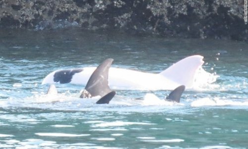 Hunters capture rare albino dolphin