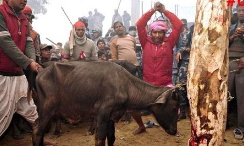 The world's biggest ritual slaughter - PHOTO+VIDEO