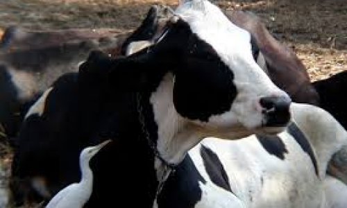 Horrors in India's Dairy Industry