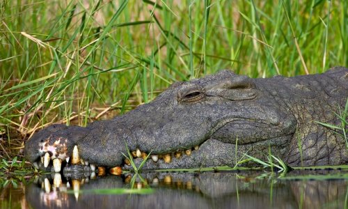 Крокодил убил спортсмена