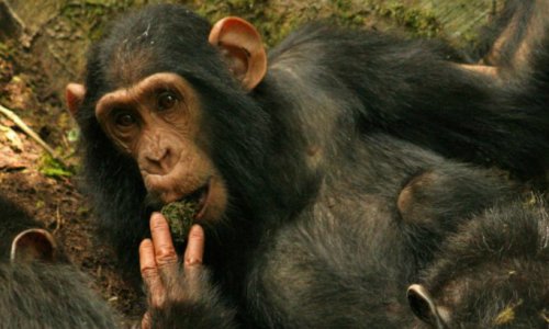 Американский суд отказался признать шимпанзе личностью