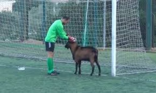 Goat disrupts football match in Crete