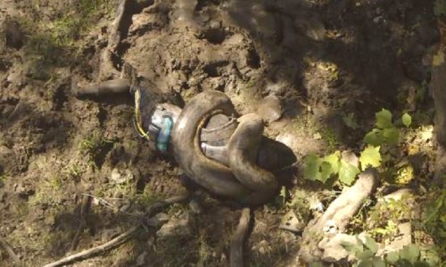 Ученого пытались скормить гигантской змее