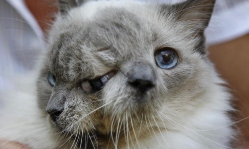 World record-holding two-faced cat dies at the age of 15